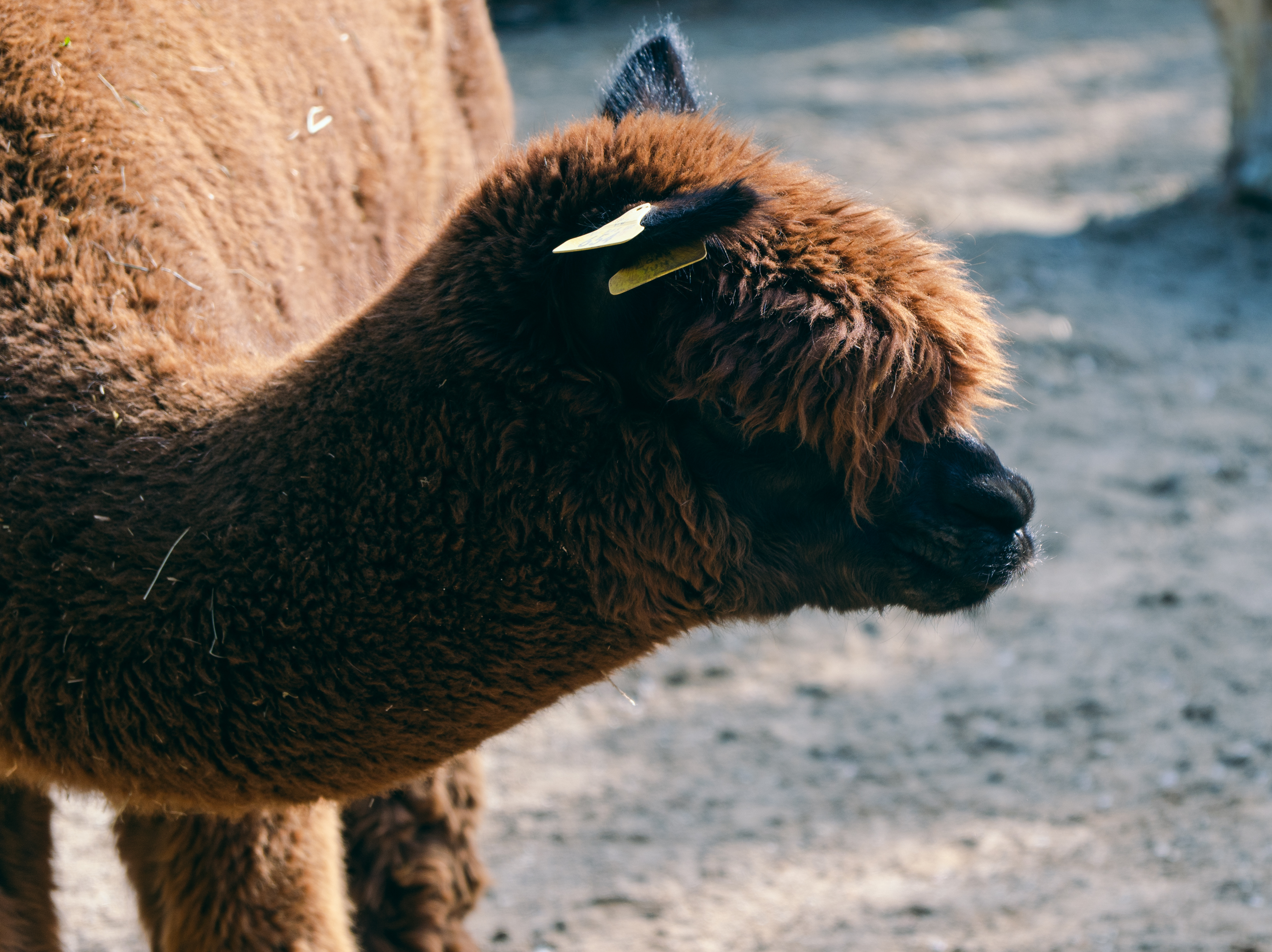 Alpaca Head